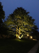 Tree at night - accommodation at Leura